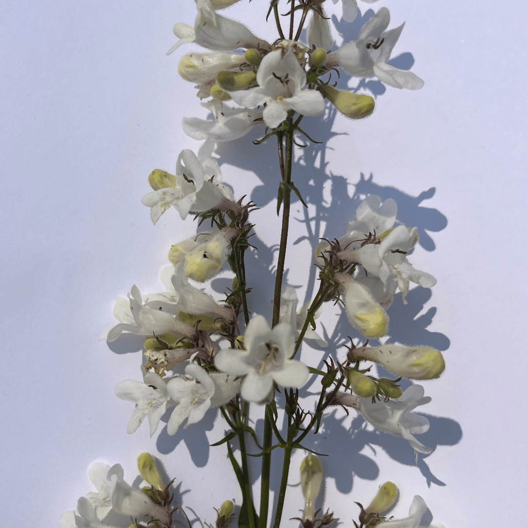 Foxglove Beardtongue - PollinateHV Local Ecotype Seedling