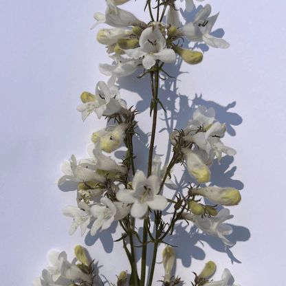 Foxglove Beardtongue - PollinateHV Local Ecotype Seedling