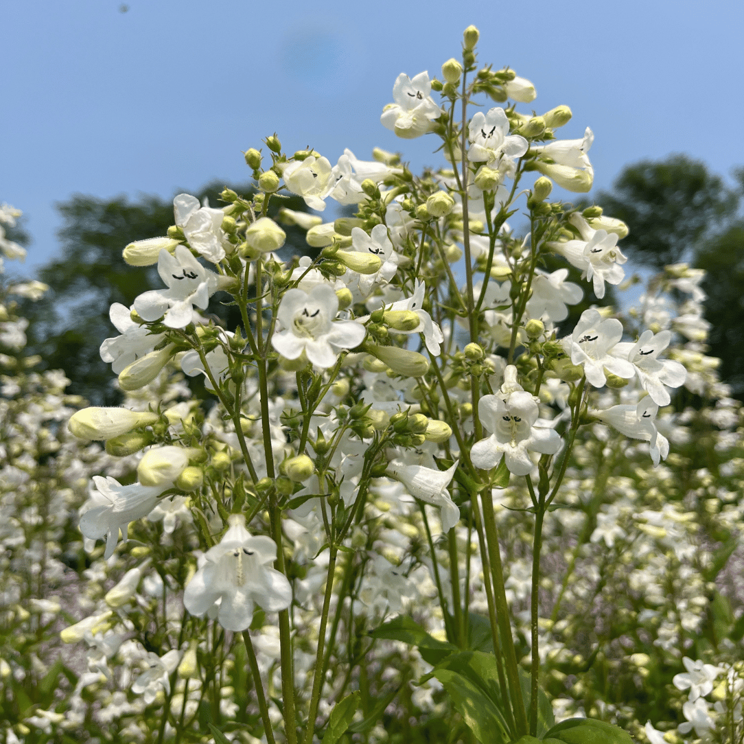 Foxglove Beardtongue - PollinateHV Local Ecotype Seedling