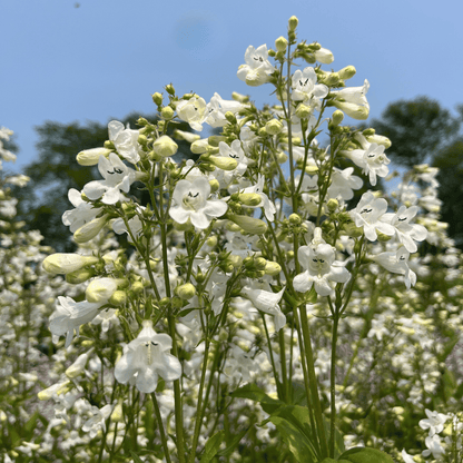 Foxglove Beardtongue - PollinateHV Local Ecotype Seedling