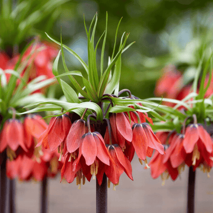 Bright Fritillaria imperialis "Rubra" flowers with vibrant red blossoms from Hudson Valley Seed Co.