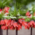 Bright Fritillaria imperialis "Rubra" flowers with vibrant red blossoms from Hudson Valley Seed Co.