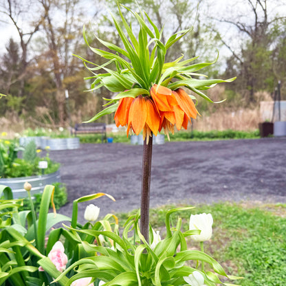 Bright Fritillaria imperialis "Rubra" flower from Hudson Valley Seed Co. with vibrant orange-red petals and tall green foliage.