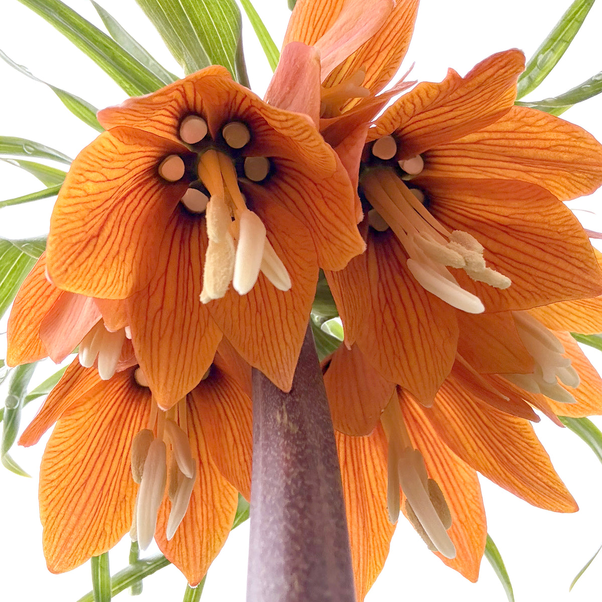 Bright Fritillaria Imperialis "Rubra" flower from Hudson Valley Seed Co., showcasing vibrant red bell-shaped blooms.