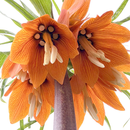 Bright Fritillaria Imperialis "Rubra" flower from Hudson Valley Seed Co., showcasing vibrant red bell-shaped blooms.