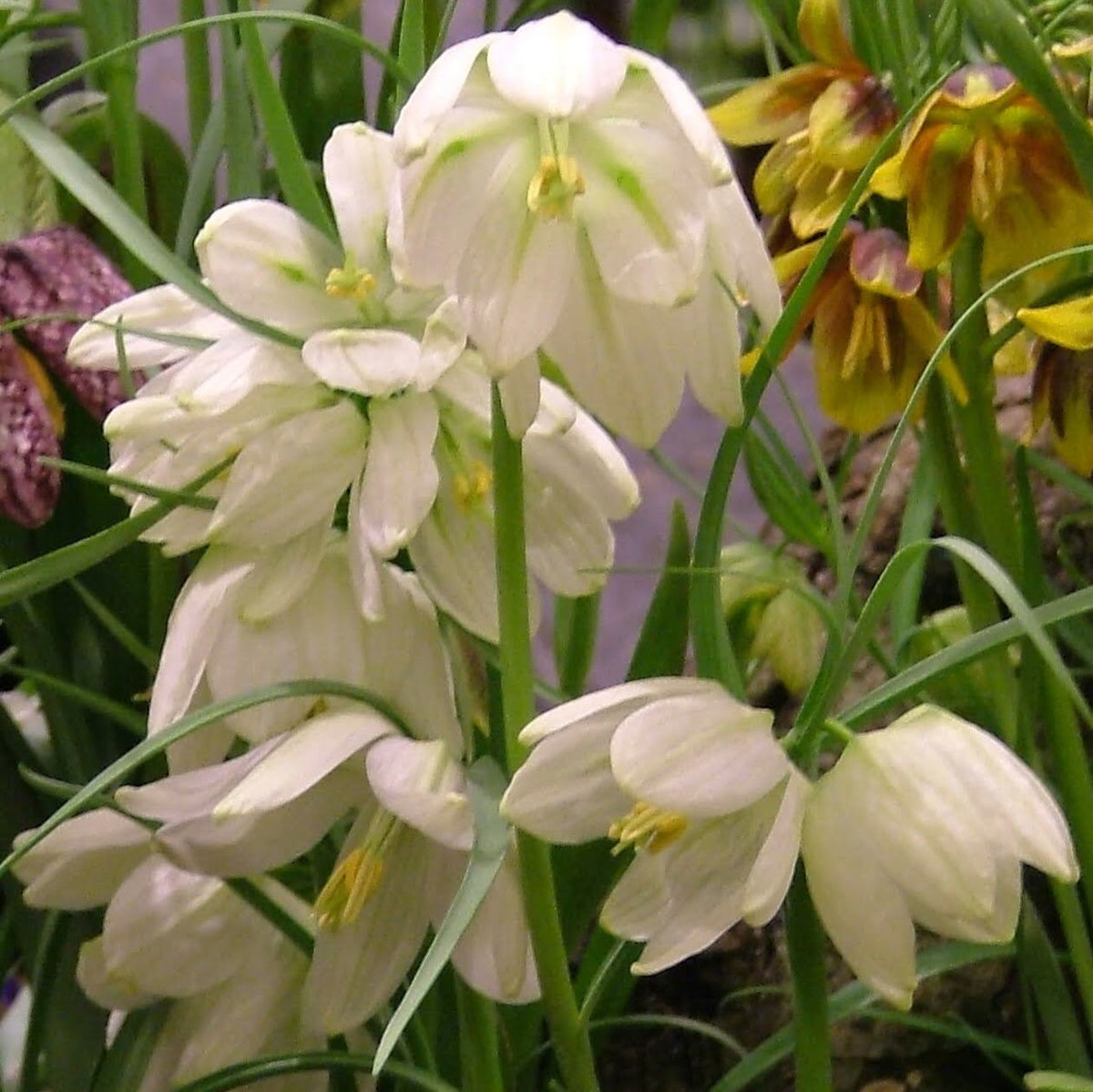 White Fritillaria meleagris flower from vendor-unknown, showing delicate petals and unique checkered pattern on the blooms.