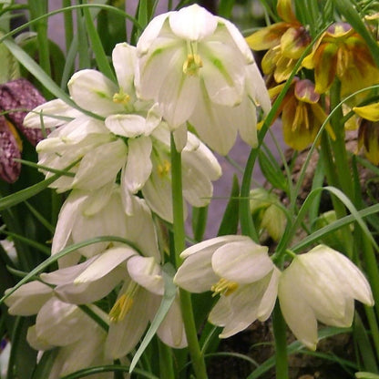 White Fritillaria meleagris flower from vendor-unknown, showing delicate petals and unique checkered pattern on the blooms.