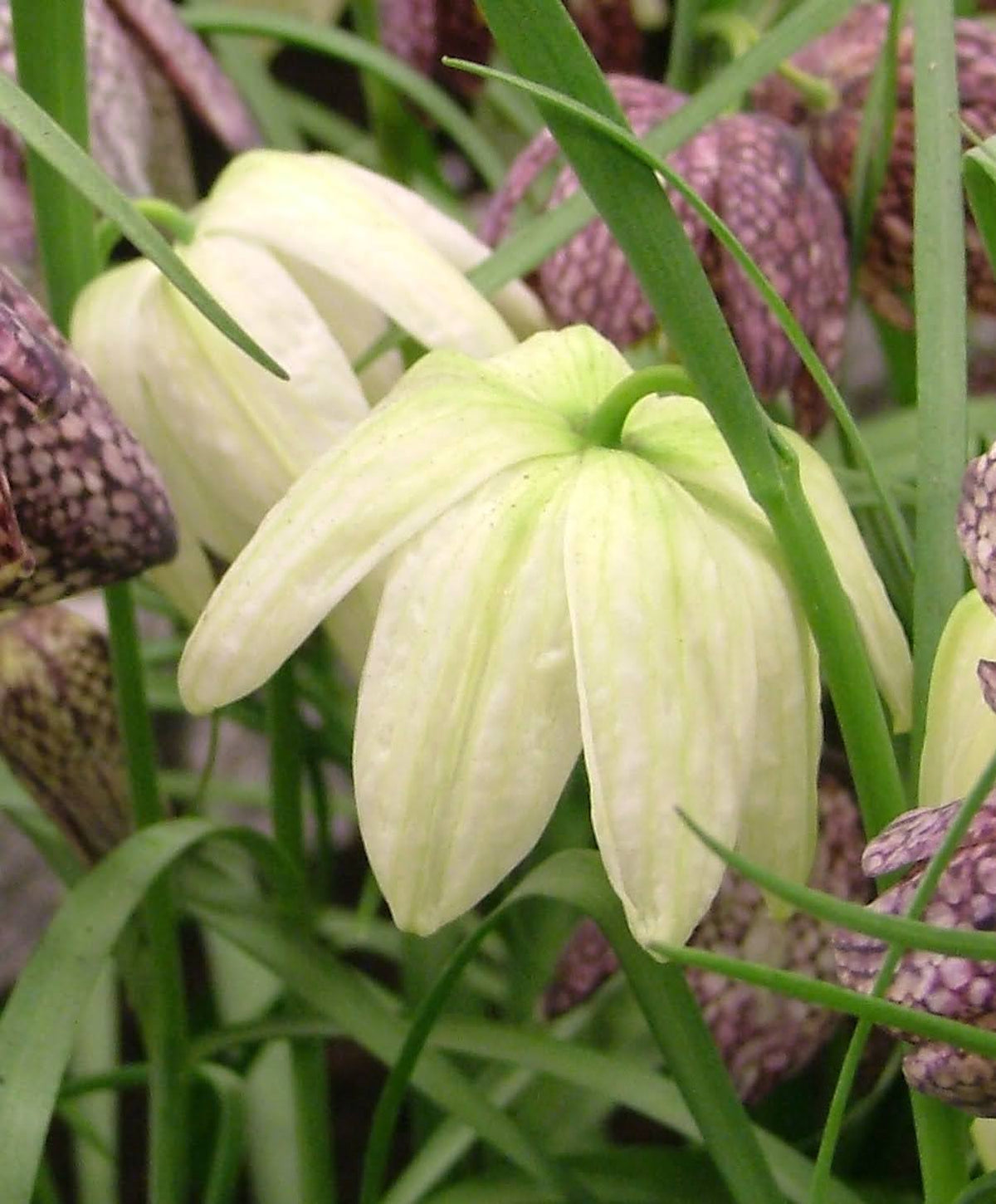 White Fritillaria meleagris flowers with checkered pattern, delicate bell-shaped blooms, and slender green stems.