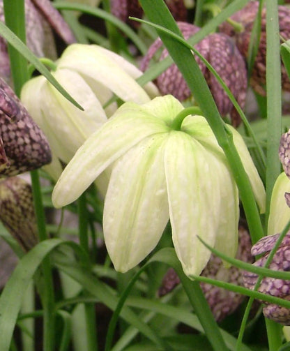 White Fritillaria meleagris flowers with checkered pattern, delicate bell-shaped blooms, and slender green stems.