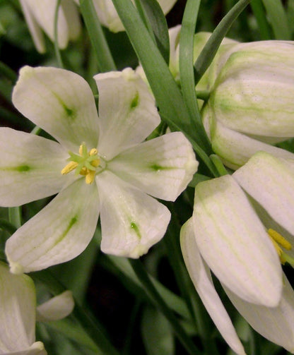 White Fritillaria meleagris flowers with checkered pattern blooms, shown in a natural garden setting.