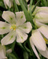 White Fritillaria meleagris flowers with checkered pattern blooms, shown in a natural garden setting.