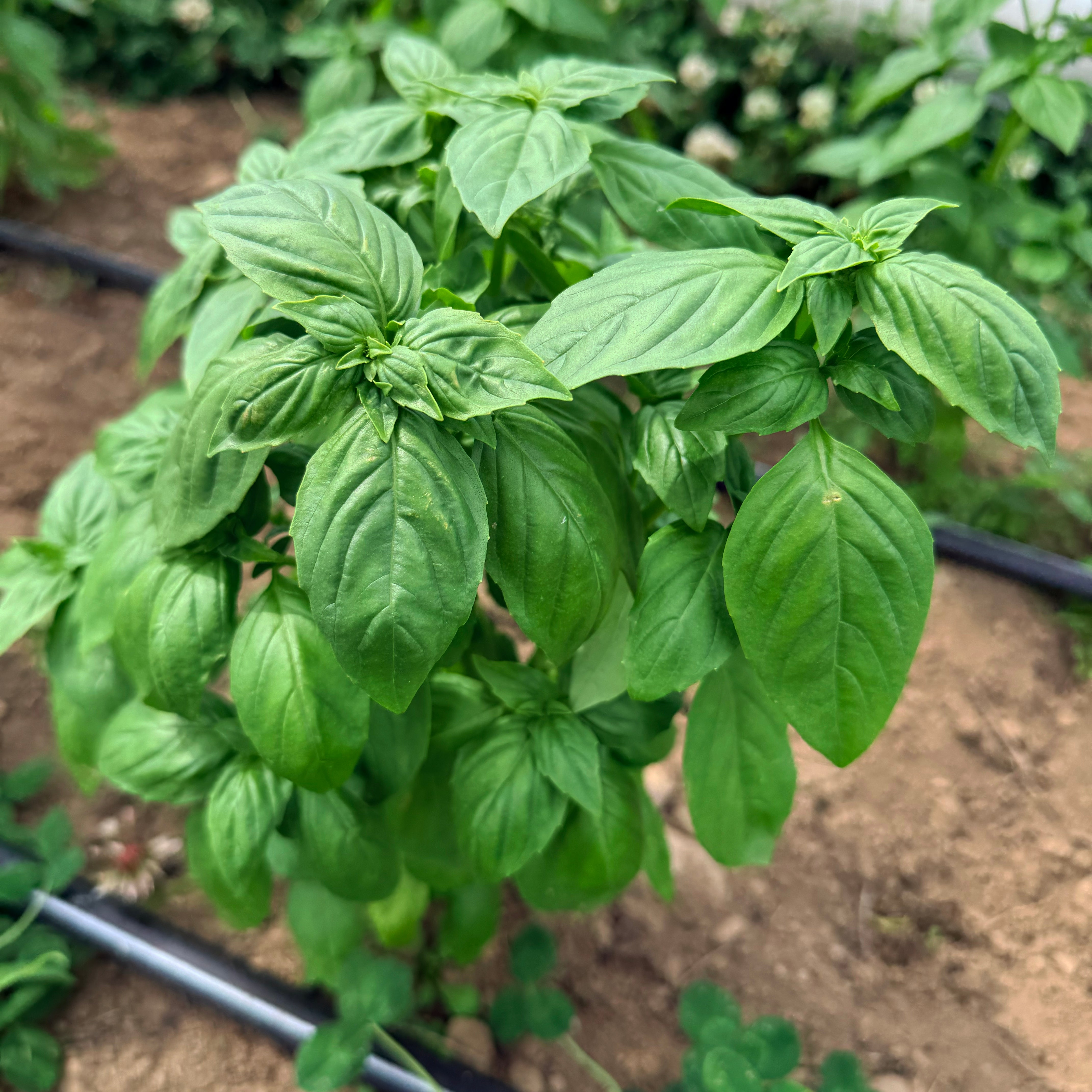 Fresh Genovese basil herb plant from Hudson Valley Seed Co., vibrant green leaves on a healthy, leafy basil bush.