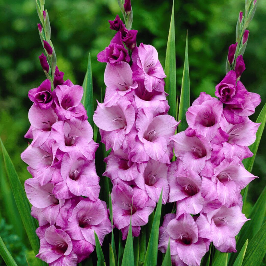 Bright purple Alpha Gladiolus flowers with tall, spiked blooms and green foliage, showcasing vibrant flower stalks and lush leaves.