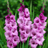 Bright purple Alpha Gladiolus flowers with tall, spiked blooms and green foliage, showcasing vibrant flower stalks and lush leaves.