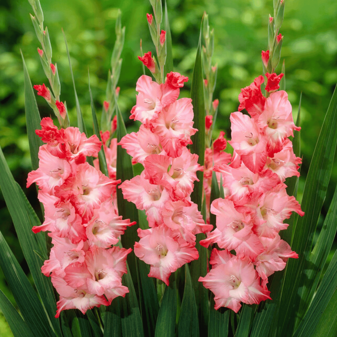 Vivid Sogno Gladiolus flowers with tall stems and colorful blossoms, showcasing vibrant blooms and lush green foliage.