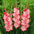 Vivid Sogno Gladiolus flowers with tall stems and colorful blossoms, showcasing vibrant blooms and lush green foliage.