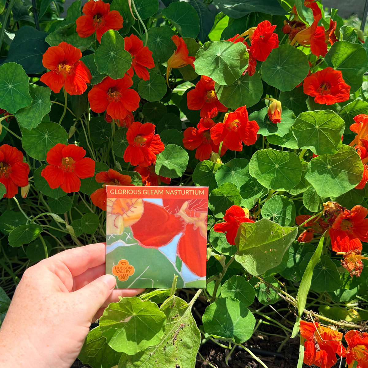 Bright orange and yellow nasturtium flowers from Hudson Valley Seed Co., showcasing vibrant blooms of the Glorious Gleam Nasturtium.