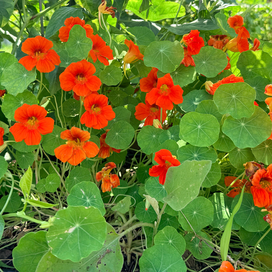 Bright orange and yellow nasturtium flowers from Hudson Valley Seed Co. with vibrant petals and lush green leaves.