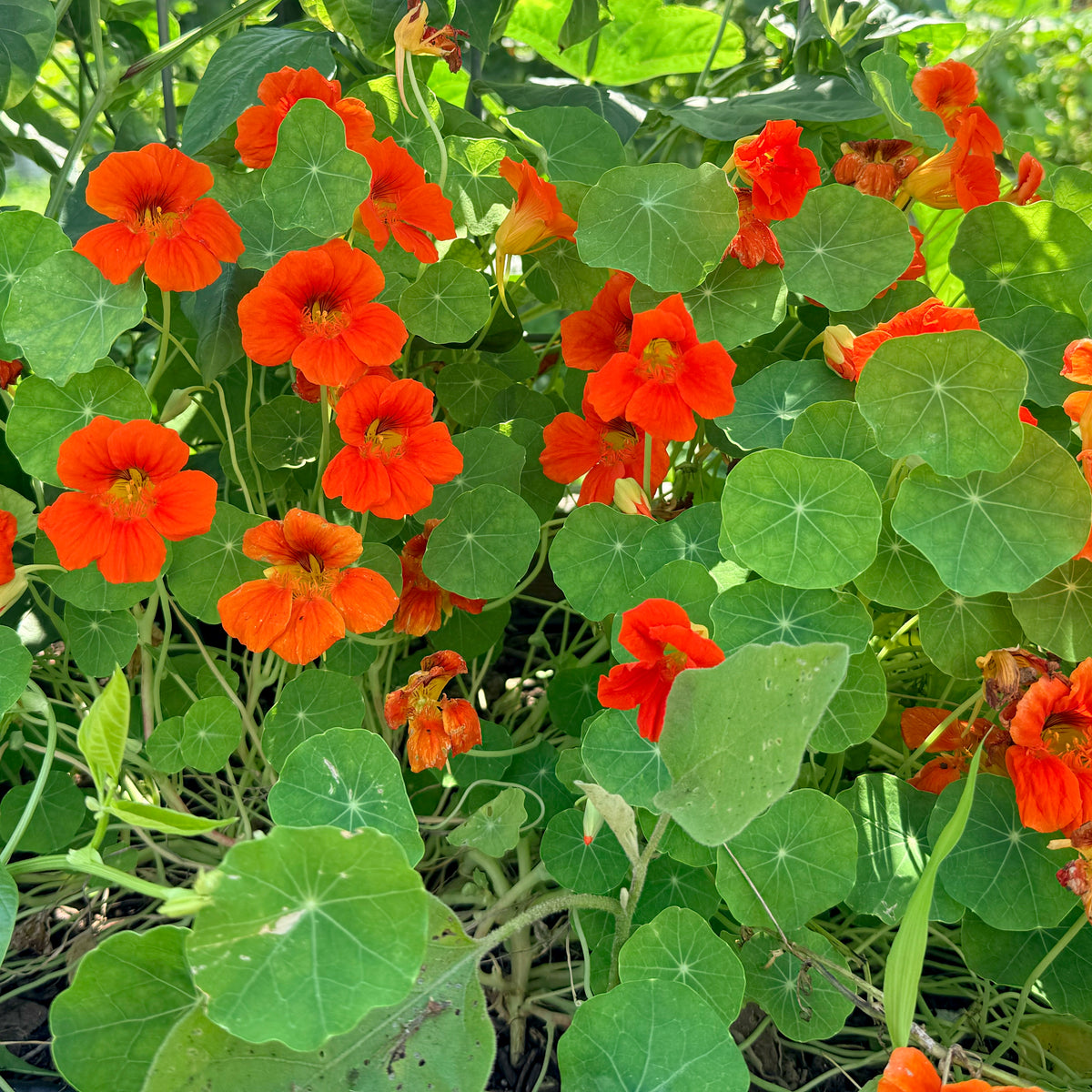 Bright orange and yellow nasturtium flowers from Hudson Valley Seed Co. with vibrant petals and lush green leaves.