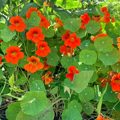 Bright orange and yellow nasturtium flowers from Hudson Valley Seed Co. with vibrant petals and lush green leaves.