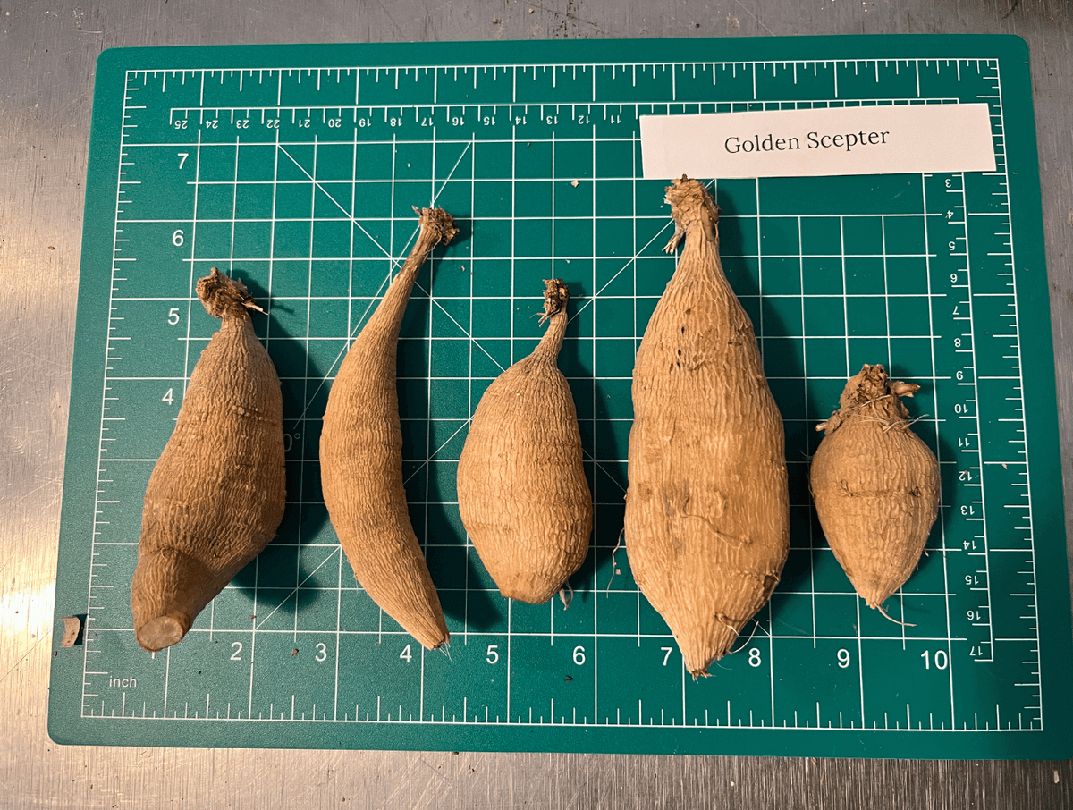 Golden Scepter Dahlia tuber from Hudson Valley Seed Co., showing the earthy, textured bulb for planting and gardening.
