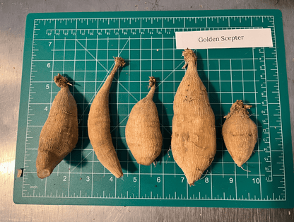 Golden Scepter Dahlia tuber from Hudson Valley Seed Co., showing the earthy, textured bulb for planting and gardening.