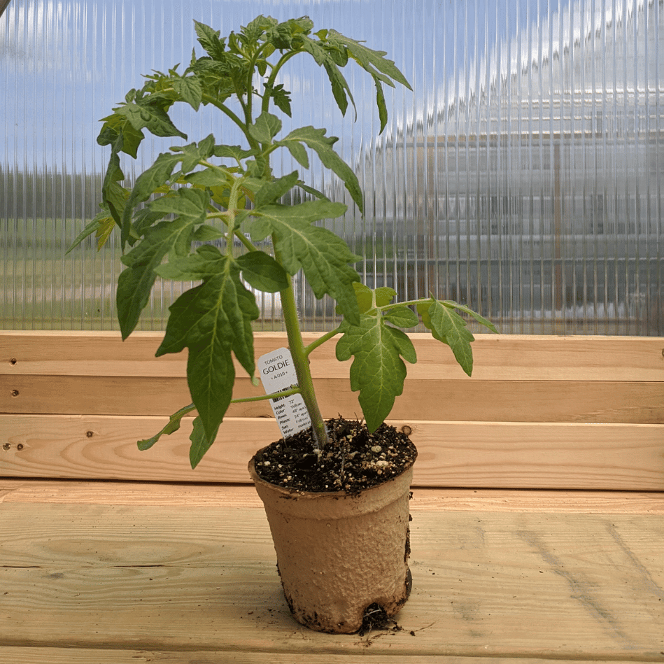 Healthy Goldie tomato seedling from Hudson Valley Seed Co., ready for planting in vegetable garden.