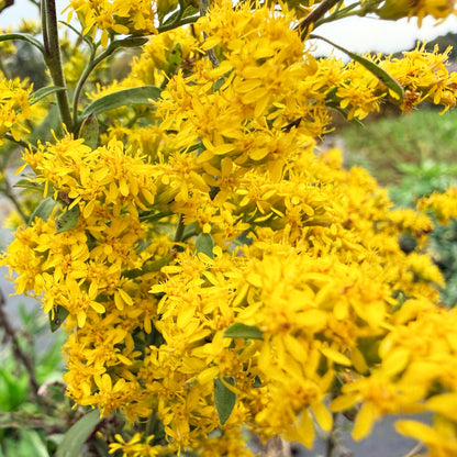Grey Goldenrod flower from Hudson Valley Seed Co., showing vibrant yellow-green blooms of the PollinateHV local ecotype.