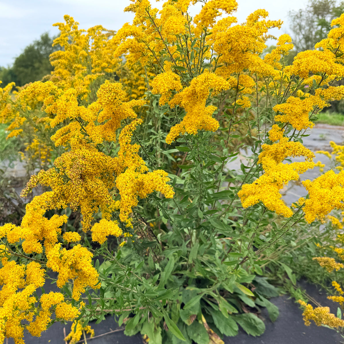Grey Goldenrod flower from Hudson Valley Seed Co., showcasing its vibrant yellow and grey-green leaves.