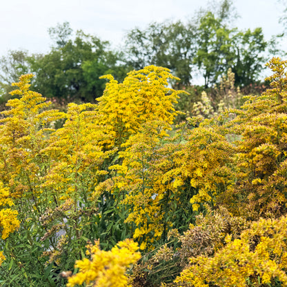 Grey Goldenrod flower from Hudson Valley Seed Co., showcasing vibrant yellow and grey-green foliage in a natural outdoor setting.