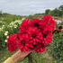 Bright orange and yellow Groovy Dahlia flower tuber from Hudson Valley Seed Co. with vibrant petals and lush green foliage.