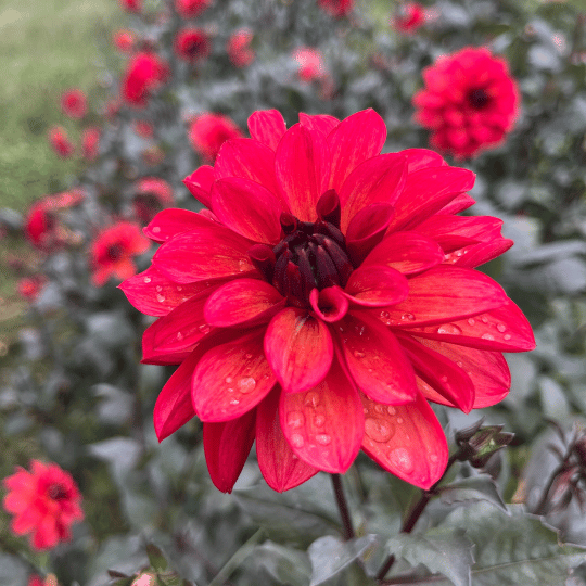 Bright pink and orange Groovy Dahlia flower tuber from Hudson Valley Seed Co. with vibrant petals and lush green leaves.