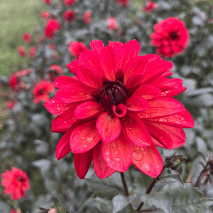 Bright pink and orange Groovy Dahlia flower tuber from Hudson Valley Seed Co. with vibrant petals and lush green leaves.