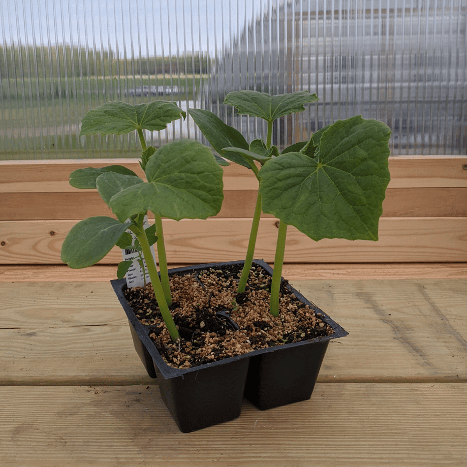 Healthy cucumber seedling from Hudson Valley Seed Co. for homemade pickles, shown growing in a garden setting.