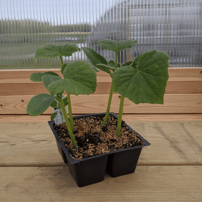 Healthy cucumber seedling from Hudson Valley Seed Co. for homemade pickles, shown growing in a garden setting.