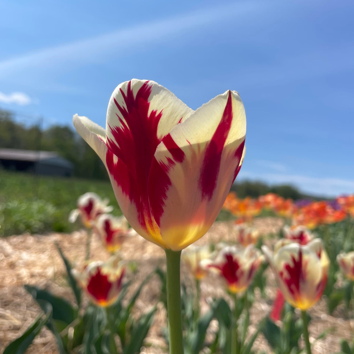 Bright yellow Tulip &