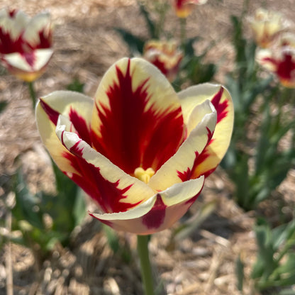 Bright tulip flowers of the &