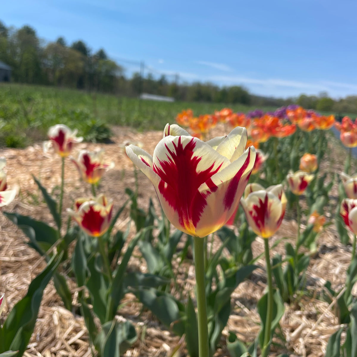 Bright yellow Tulip &