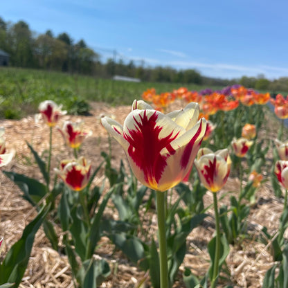 Bright yellow Tulip &