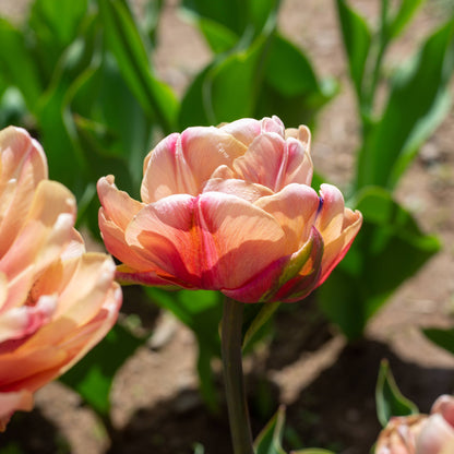Bright image of vibrant Tulip &