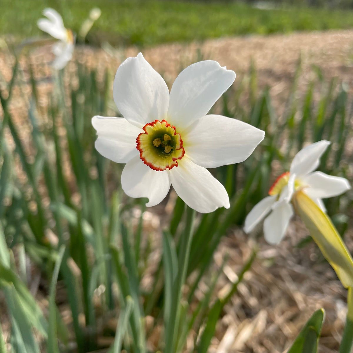 Close-up of Narcissus &