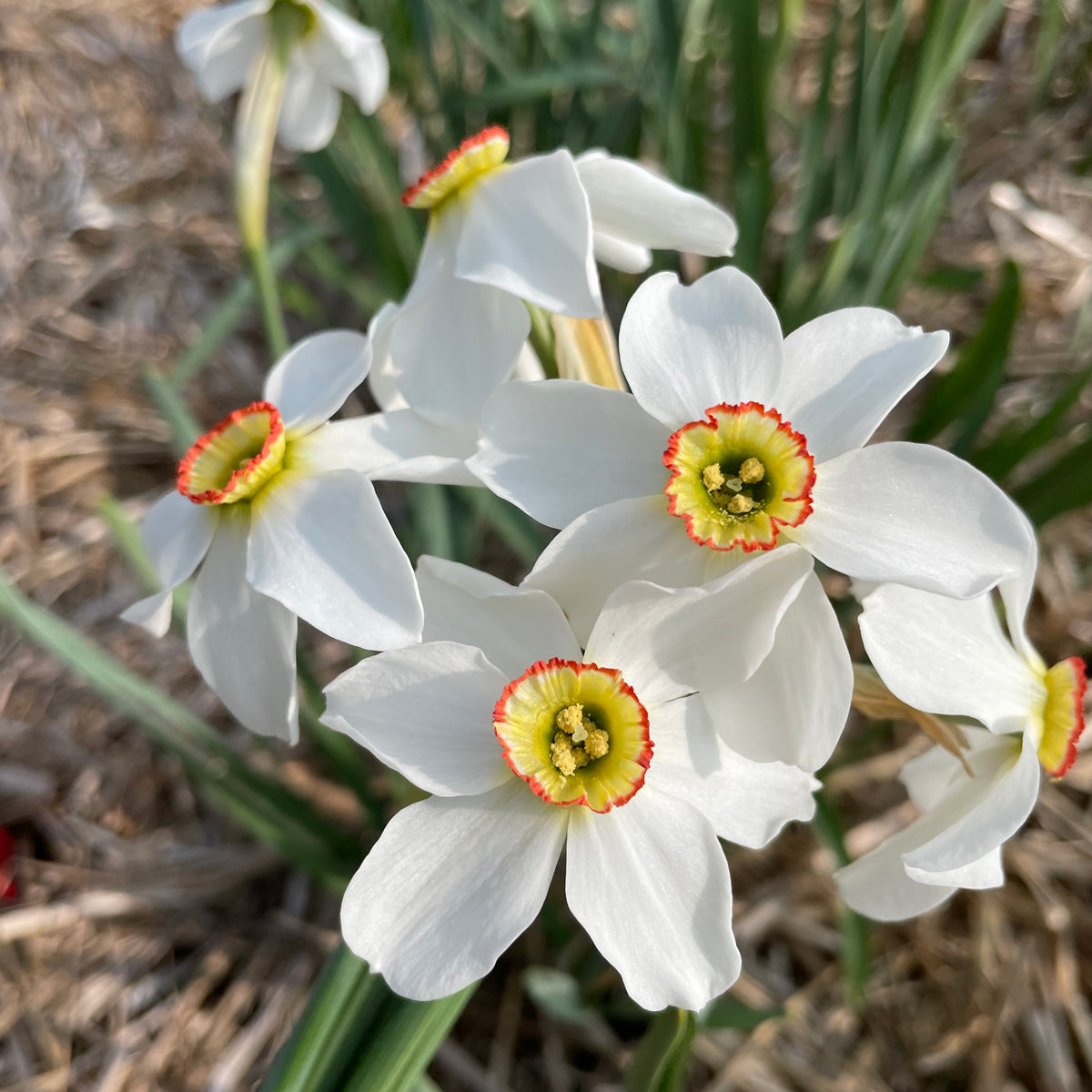 Close-up of Narcissus &