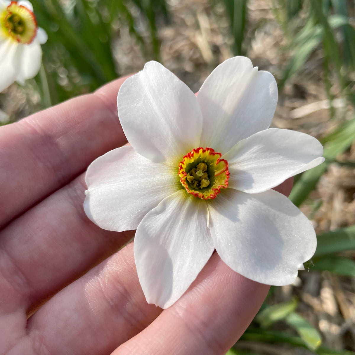 Bright Narcissus &