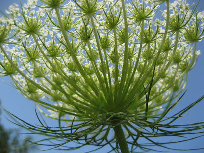 Close-up of a Bishop&