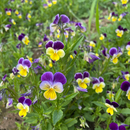 Bright Johnny Jump-Up flowers in a garden setting, showcasing vibrant purple, yellow, and blue blooms by Hudson Valley Seed Co.