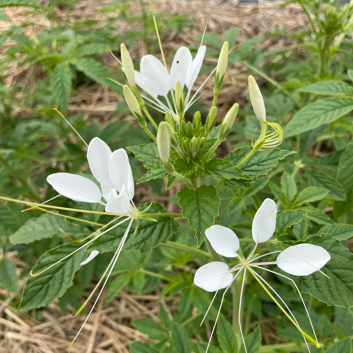 White Queen Cleome flower from Hudson Valley Seed Co. with elongated white petals and lush green foliage.