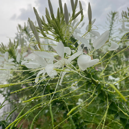 White Queen Cleome flower from Hudson Valley Seed Co. with delicate white petals and tall, slender stems in a garden setting.