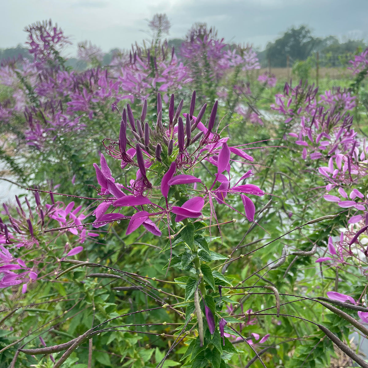 Mauve Queen Cleome flower from Hudson Valley Seed Co. showcasing tall, vibrant mauve blossoms with green foliage.