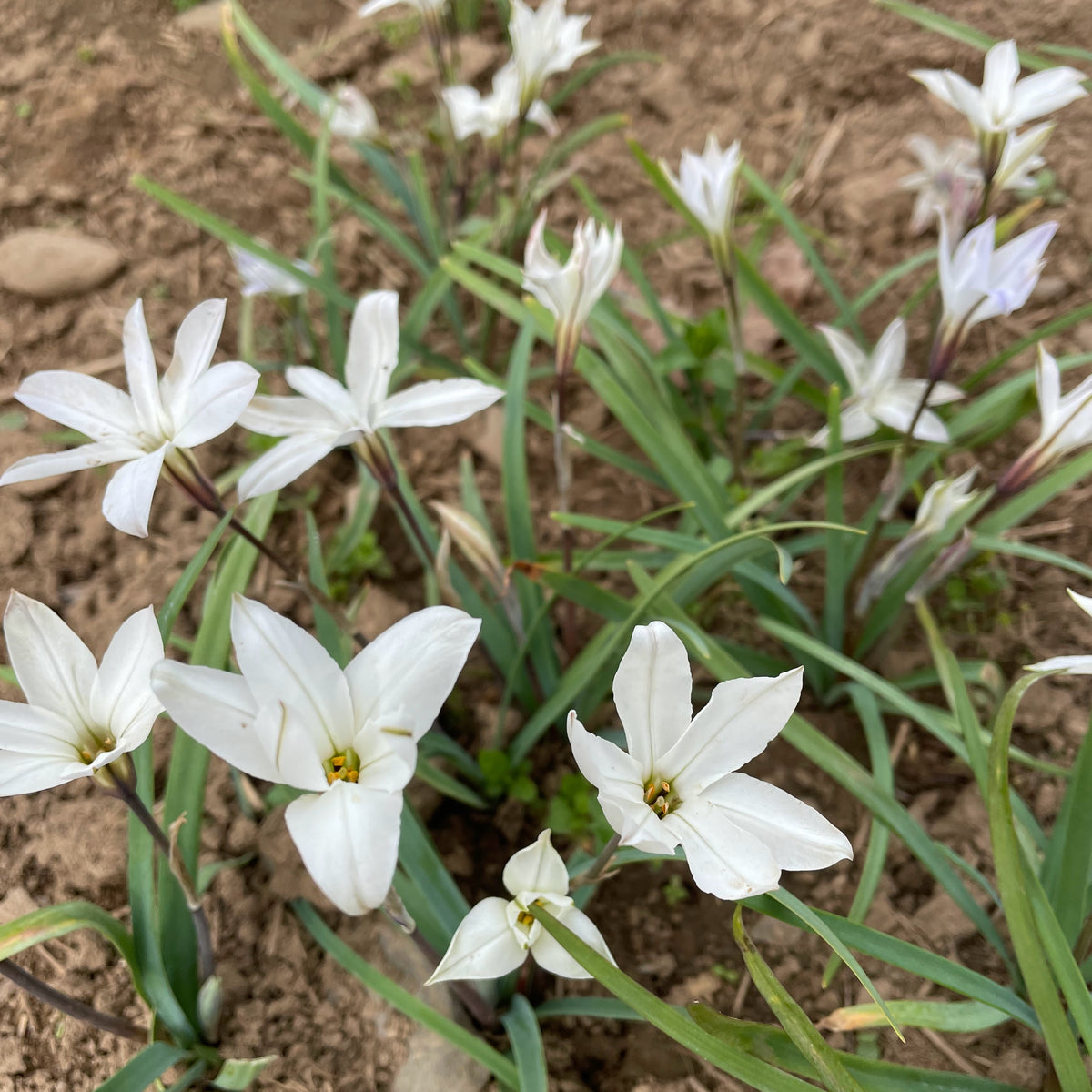 Ipheion uniflorum &
