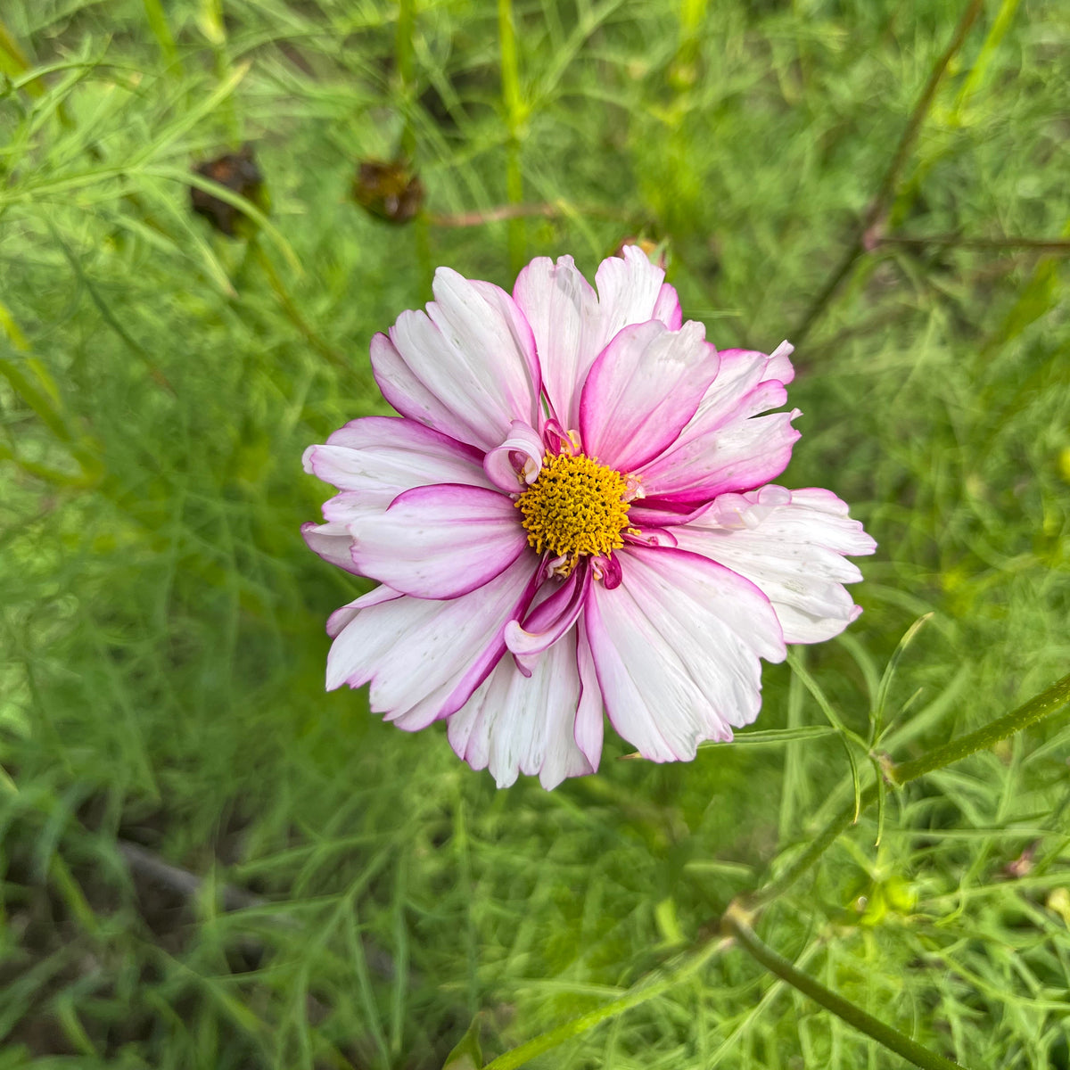 Double Click Cosmos flowers from Hudson Valley Seed Co. with vibrant, multi-colored blooms and delicate petals.